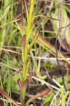 Grassleaf Barbara's buttons